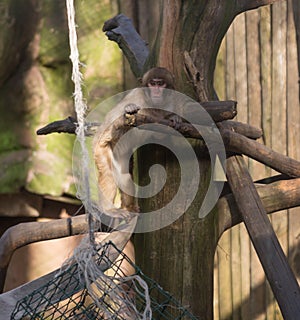 Lemur funny animal mammal Madagascar