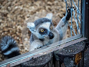 Lemur Greetings photo