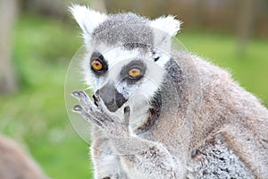 A lemur