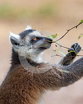 Lemur gripping a tree branch.
