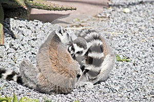 lemur are grooming