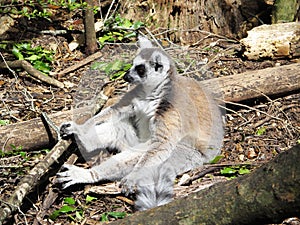Lemur grooming at Monkeyland on Garden Route, South Africa