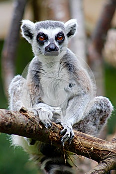 Lemur