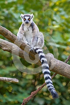 Ring-tailed Lemur