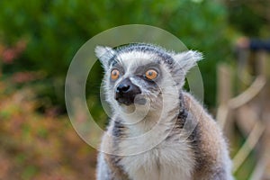 Lemur head close up photo