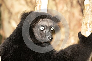 Lemur Indri indri, babakoto largest lemur from Madagascar