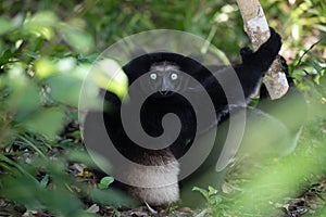 Lemur Indri indri, babakoto largest lemur from Madagascar photo