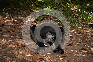 Lemur Indri indri, babakoto largest lemur from Madagascar photo