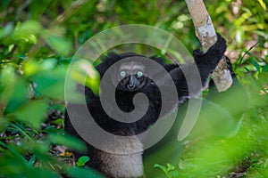 Lemur Indri indri, babakoto largest lemur from Madagascar photo