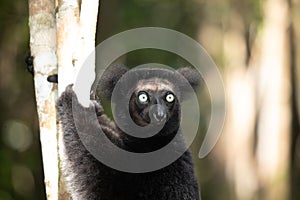 Lemur Indri indri, babakoto largest lemur from Madagascar photo