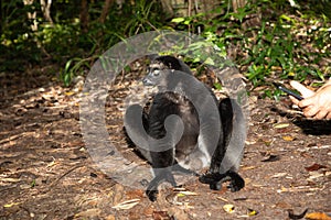 Lemur Indri indri, babakoto largest lemur from Madagascar photo