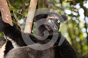 Lemur Indri indri, babakoto largest lemur from Madagascar photo