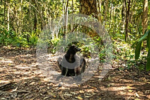 Lemur Indri indri, babakoto largest lemur from Madagascar photo