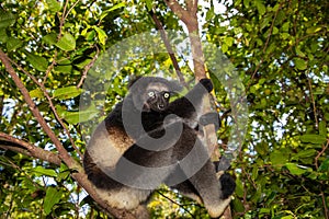 Lemur Indri indri, babakoto largest lemur from Madagascar photo