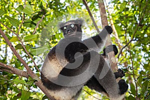 Lemur Indri indri, babakoto largest lemur from Madagascar