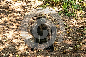 Lemur Indri indri, babakoto largest lemur from Madagascar photo