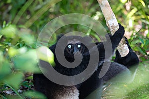 Lemur Indri indri, babakoto largest lemur from Madagascar photo