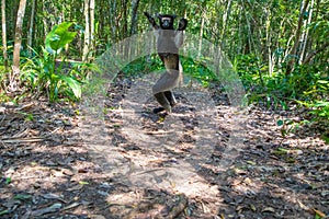 Lemur Indri indri, babakoto largest lemur from Madagascar photo