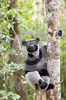 Lemur Indri, Madagascar wildlife
