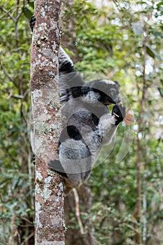 Lemur Indri, Madagascar wildlife