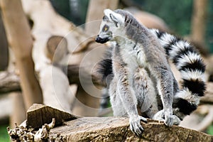 Lemur inside Rome's Biopark photo