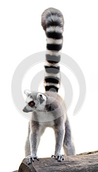 Lemur isolated