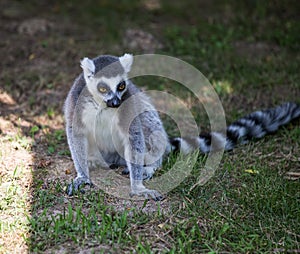 Lemur isolated sits on the grass.