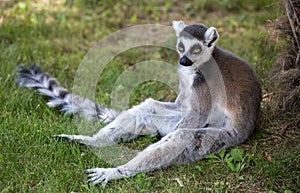Lemur isolated sits on the grass.