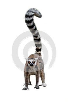 Lemur isolated on white background. Portrait of ring-tailed lemur, Lemur catta, standing on ground, long striped fluffy tail up