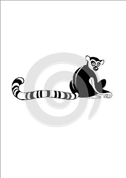 Lemur jpeg image