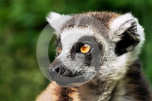 Lemur Kata