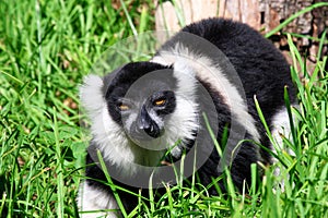 Lemur Katta runs in the grass