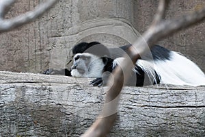Lemur laying on the fallen tree