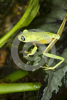 Lemur leaf frog (Agalychnis [Hylomantis] lemur)