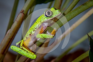Lemur leaf frog