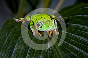 Lemur leaf frog
