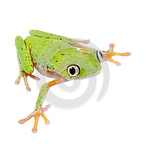 Lemur leaf frog on white background