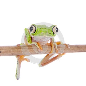 Lemur leaf frog on white background