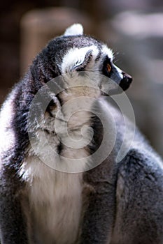 Lemur. Lemur sits alone. Lemur in nature
