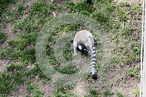 Lemur Lemures or Ghost Spirit  1
