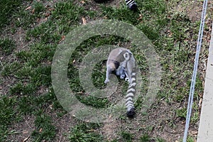 Lemur Lemures or Ghost Spirit  3