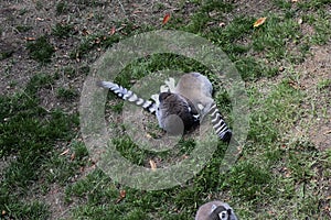 Lemur Lemures or Ghost Spirit  4