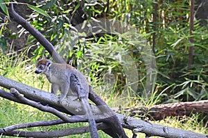 Lemur Lemures or Ghosts spirts 16