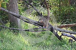 Lemur Lemures or Ghost Spirit  13 photo