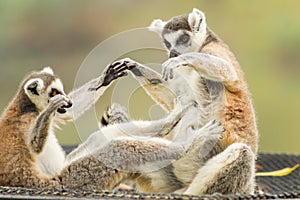 The Lemur (Lemuriformes) playing