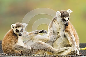 The Lemur (Lemuriformes) playing