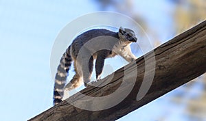 Lemur, Lemuroidea photo