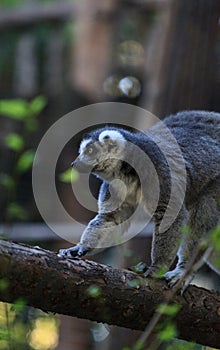 Lemur, Lemuroidea photo