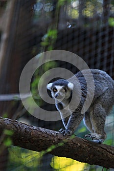 Lemur, Lemuroidea photo