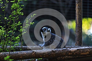 Lemur, Lemuroidea photo